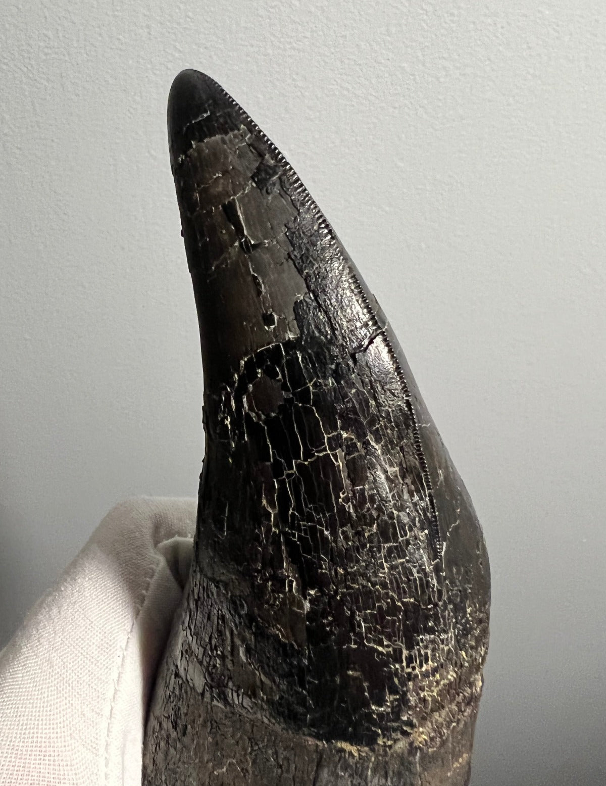 Huge Dinosaur Footprint For Sale Theropod Fossil Realm