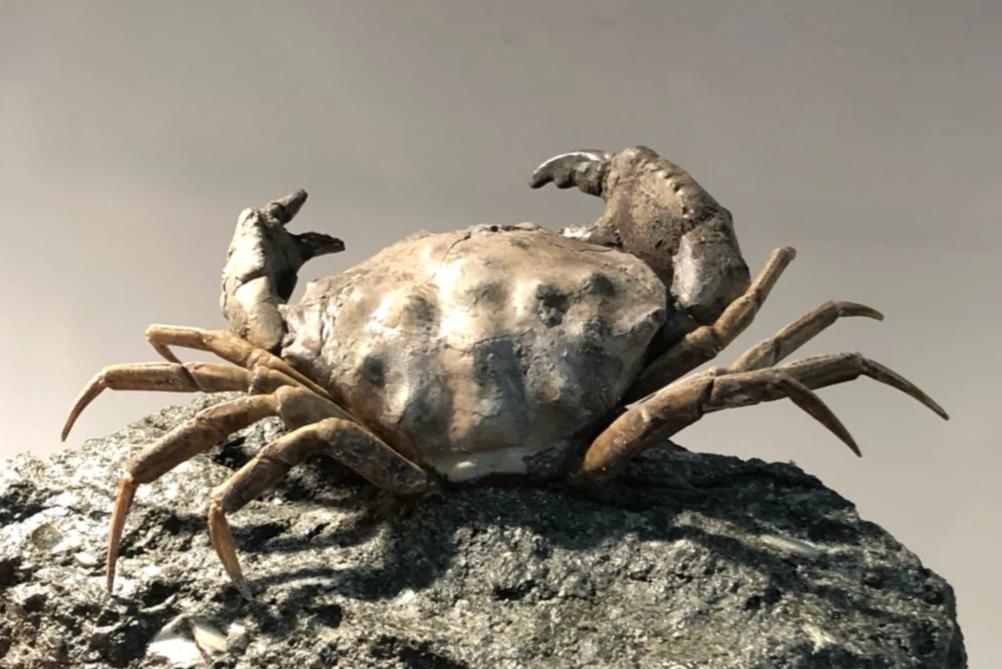 Fossil Crab for Sale, Xanthopsis dufourii – Fossil Realm