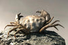 Fossil Crab, Xanthopsis dufourii - 5 inches