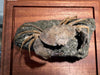 Fossil Crab, Xanthopsis dufourii - 5 inches
