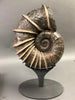 Large Bladed Ammonite, Lytoceras cornicupae