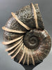 Large Bladed Ammonite, Lytoceras cornicupae