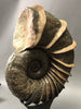 Large Bladed Ammonite, Lytoceras cornicupae