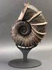 Large Bladed Ammonite, Lytoceras cornicupae