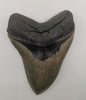Superb Megalodon Tooth - 5.66 inches