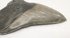 Superb Megalodon Tooth - 5.66 inches