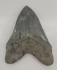 Serrated Meg Tooth - 6.16 inches