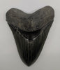 Spectacular Meg Tooth - 5.88 inches