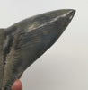 Serrated Meg Tooth - 6.16 inches