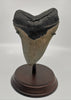 Superb Megalodon Tooth - 5.66 inches