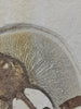 Fossil Stingray (Heliobatis) and Fish