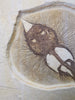 Fossil Stingray (Heliobatis) and Fish
