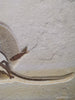 Fossil Stingray (Heliobatis) and Fish