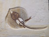 Fossil Stingray (Heliobatis) and Fish