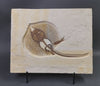 Fossil Stingray (Heliobatis) and Fish