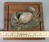 Fossil Crab, Xanthopsis dufourii - 5 inches