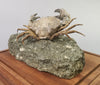 Fossil Crab, Xanthopsis dufourii - 5 inches