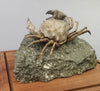 Fossil Crab, Xanthopsis dufourii - 5 inches