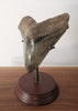 Superb Megalodon Shark Tooth, 5.95"