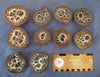 Set of 10 Cut Septarian Nodule Halves, Morocco