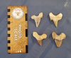 Set of 4 Fossil Shark Teeth - Otodus