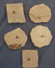 Set of 5 Fossil March Flies (Love Bugs)