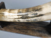 Mammoth Tusk, 63"