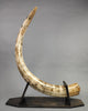 Mammoth Tusk, 63"