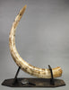 Mammoth Tusk, 63"