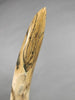 Mammoth Tusk, 63"