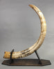 Mammoth Tusk, 63"