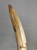 Mammoth Tusk, 63"
