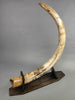 Mammoth Tusk, 63"