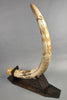 Mammoth Tusk, 63"