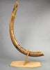 54" Woolly Mammoth Tusk