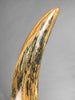 54" Woolly Mammoth Tusk