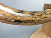 54" Woolly Mammoth Tusk