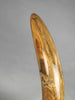 54" Woolly Mammoth Tusk