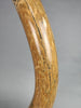 54" Woolly Mammoth Tusk