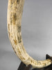 Beautiful Matched Set of Mammoth Tusks - 53.5"