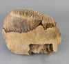 Woolly Mammoth Upper Jaw Section from Siberia - 8 inches