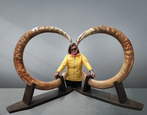 Matched Set of Mammoth Tusks - 9' / 164 lbs