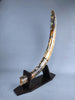 51" Mammoth Tusk, Netherlands