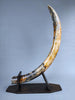 51" Mammoth Tusk, Netherlands