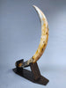 51" Mammoth Tusk, Netherlands