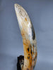 51" Mammoth Tusk, Netherlands