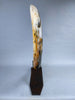 51" Mammoth Tusk, Netherlands