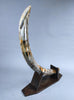 51" Mammoth Tusk, Netherlands