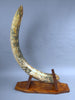 Mammoth Tusk with Blue Coloration, 68"