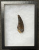 Fine Tyrannosaurus rex Tooth - 3.35 inches